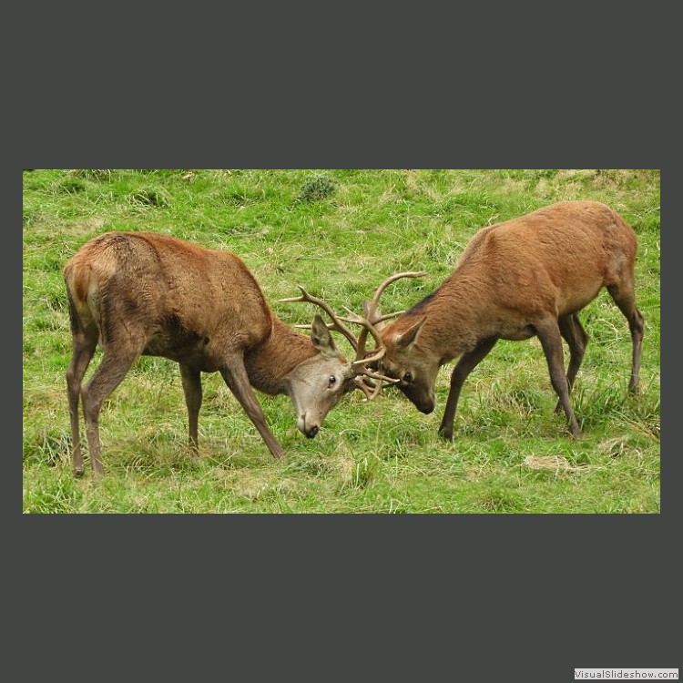 Intermediate Section Commended - Young Bucks Rutting by Helen Walker