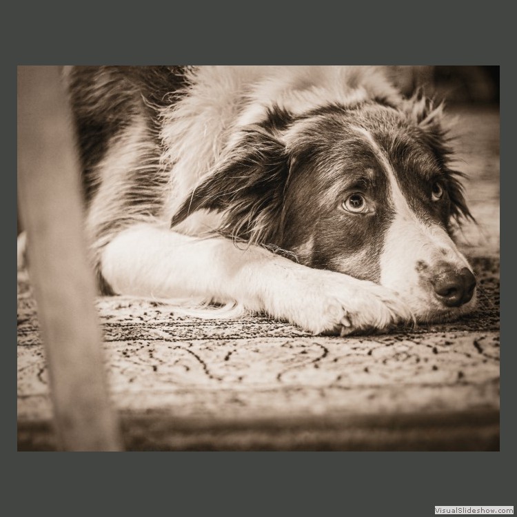 Intermediate Section First Place - Idris 3rd Space Sheepdog by Bethany Bennett