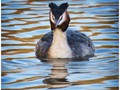 Advanced Section Highly Commended - Great Crested Grebe by Andy Pyatt