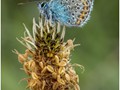 Advanced Section Second Place - Silver Studded Blue on Ribwort by Andy Pyatt