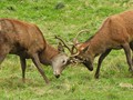Intermediate Section Commended - Young Bucks Rutting by Helen Walker