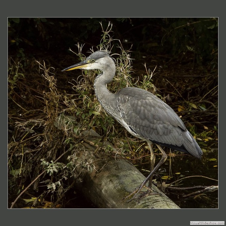 Advanced Section Second Place - On the Look Out by Alan Foulkes