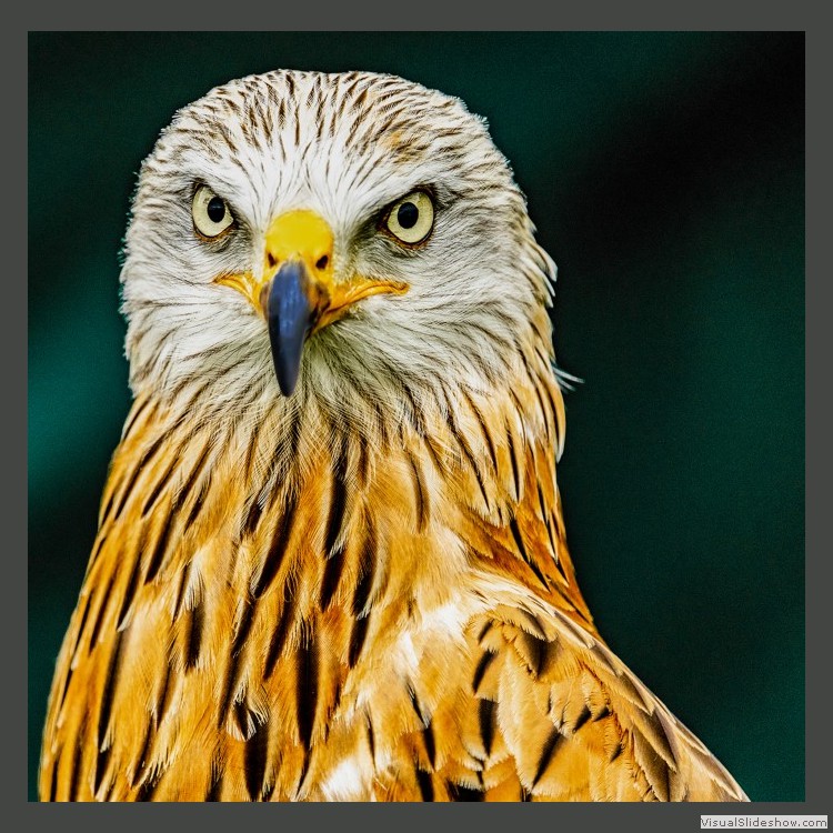 Advanced Section Third Place - Here is Looking at You by Terry James