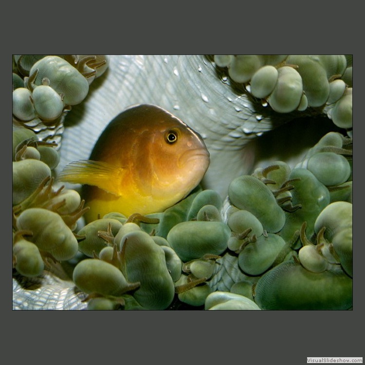 Intermediate Section First Place - Who are you Looking at by David Smith