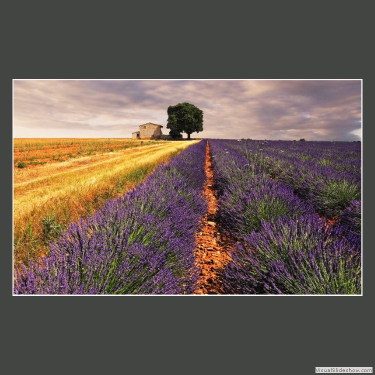 Advanced Section First Place - Lavende de Provence by Bob Tyson