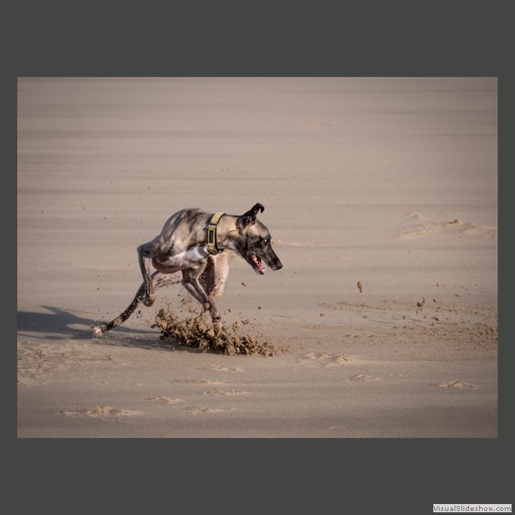 Advanced Section Third Place - Whippet by Viv Healy