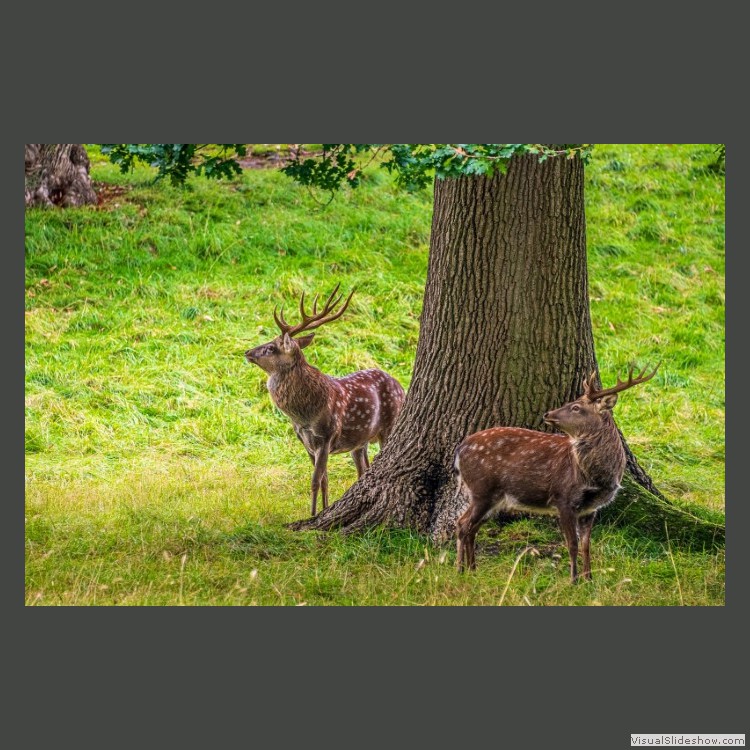 Intermediate Section Highly Commended - My Two Deers by Bill Walker