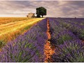 Advanced Section First Place - Lavende de Provence by Bob Tyson