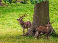 Intermediate Section Highly Commended - My Two Deers by Bill Walker
