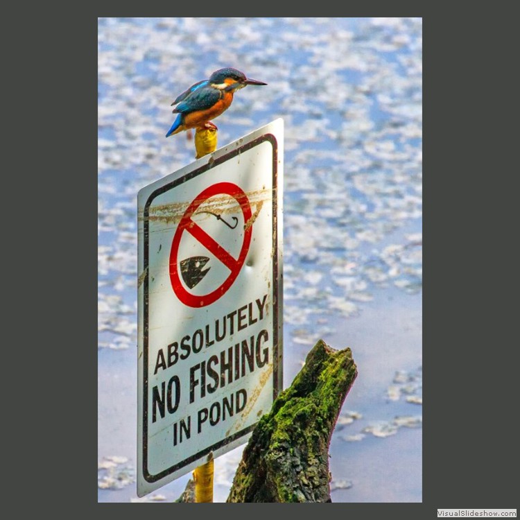 Advanced Section Commended - Breaking All The Rules by Phil Rogers