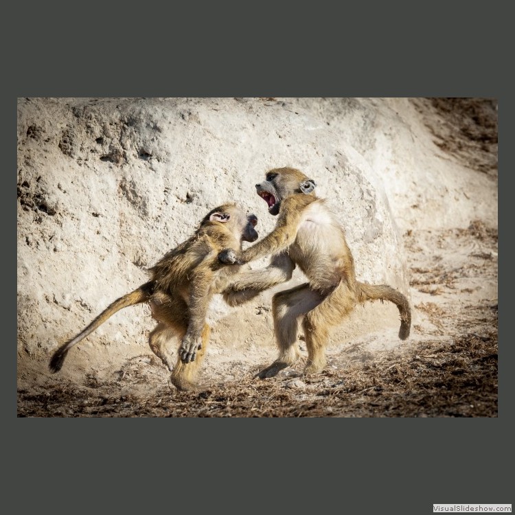 Advanced Section First Place - Monkeying Around by John Jones