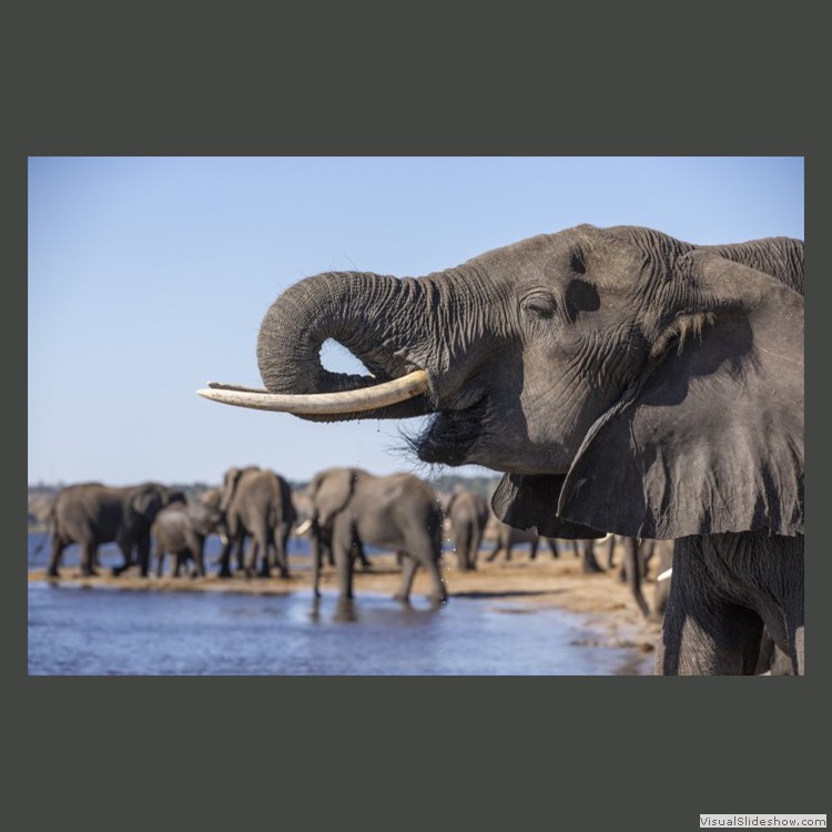 Advanced Section Highly Commended - Thirsty Business by John Jones