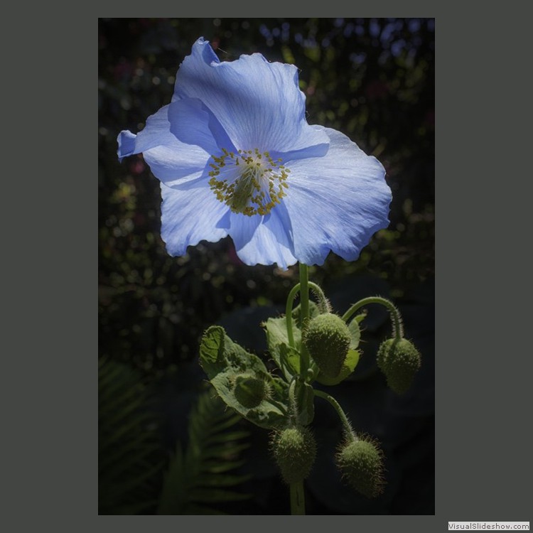 Intermediate Section Commended - Blue Poppy by Sonia Jones