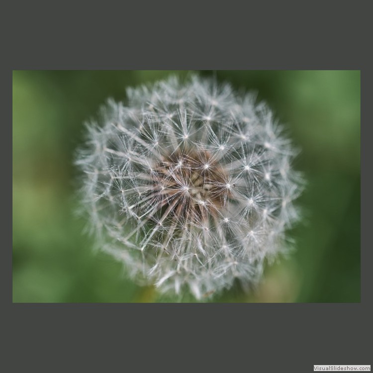 Intermediate Section Second Place - Dandilion by Richard Bysouth