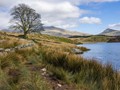 Advanced Section Commended - The Lonely Tree by Alan Foulkes