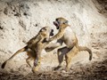 Advanced Section First Place - Monkeying Around by John Jones