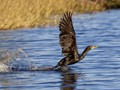 Advanced Section Highly Commended - Cleared for Take Off by John Jones
