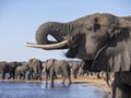 Advanced Section Highly Commended - Thirsty Business by John Jones