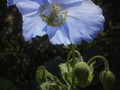 Intermediate Section Commended - Blue Poppy by Sonia Jones