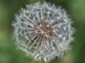 Intermediate Section Second Place - Dandilion by Richard Bysouth