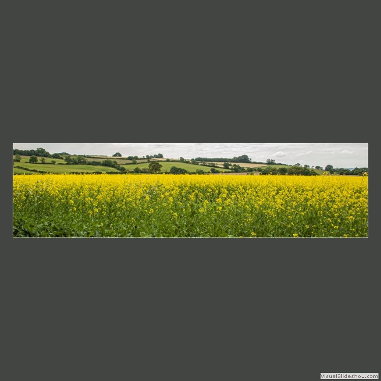 Advanced Section Commended - Rapeseed by Alan Foulkes