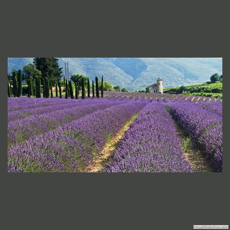 Advanced Section Second Place - Lavende de Provence by Bob Tyson