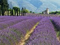 Advanced Section Second Place - Lavende de Provence by Bob Tyson