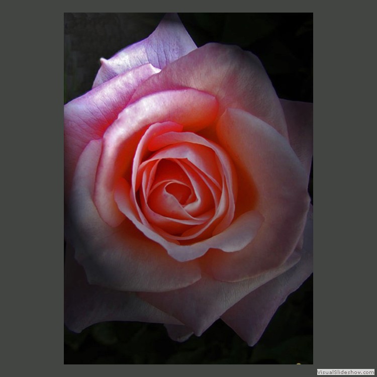 Intermediate Section Commended - A Rose by Any Other Name by Paul Blanchard