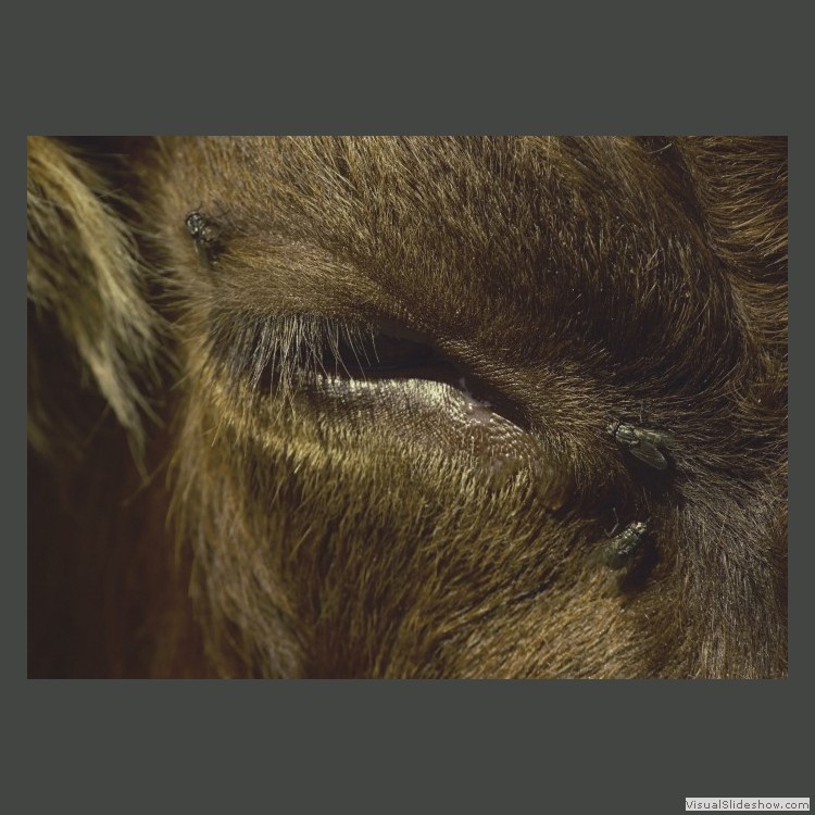 Intermediate Section Highly Commended - Cow in Summer by Bethany Bennett