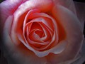Intermediate Section Commended - A Rose by Any Other Name by Paul Blanchard