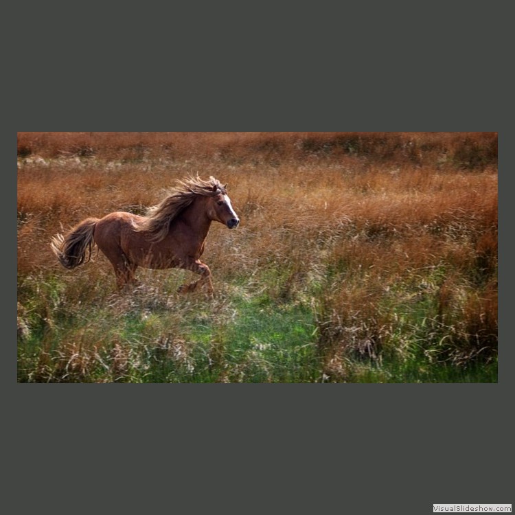 Advanced Section Second Place - Running Free by Sam Loughran