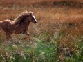 Advanced Section Second Place - Running Free by Sam Loughran