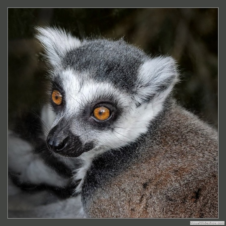Advanced Section First Place - Here's Looking at You by Peter Carlyon
