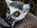Advanced Section First Place - Here's Looking at You by Peter Carlyon