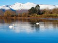 Intermediate Section Highly Commended - Swans on Derwentwater by John Williams