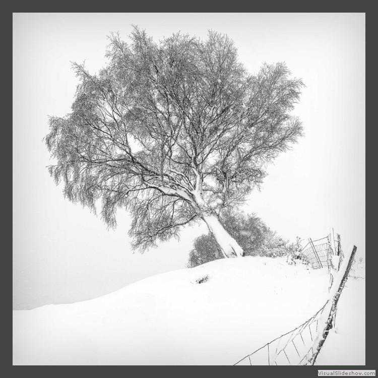 Advanced Section Commended - Winter Beauty by Sam Loughran