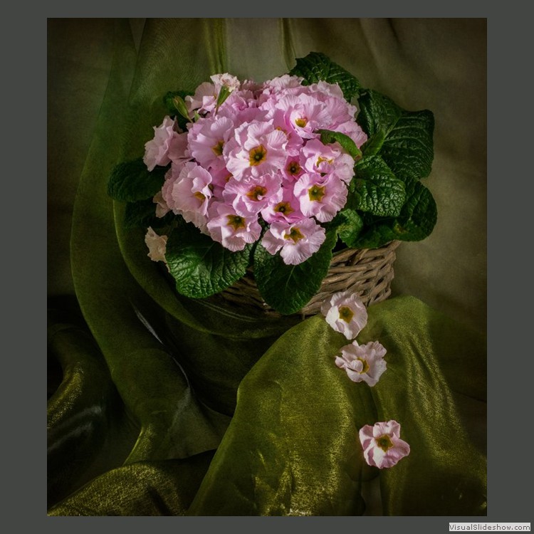 Advanced Section First Place - Primula by Viv Healy