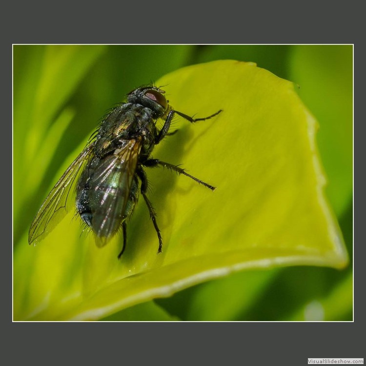 Advanced Section Highly Commended - House Fly by Alan Foulkes