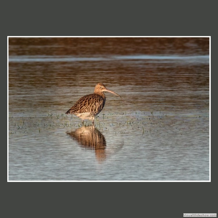 Advanced Section Third Place - Curlew (Numenius arquata) by Andy Pyatt