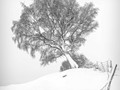 Advanced Section Commended - Winter Beauty by Sam Loughran