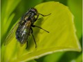 Advanced Section Highly Commended - House Fly by Alan Foulkes