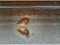 Advanced Section Third Place - Curlew (Numenius arquata) by Andy Pyatt