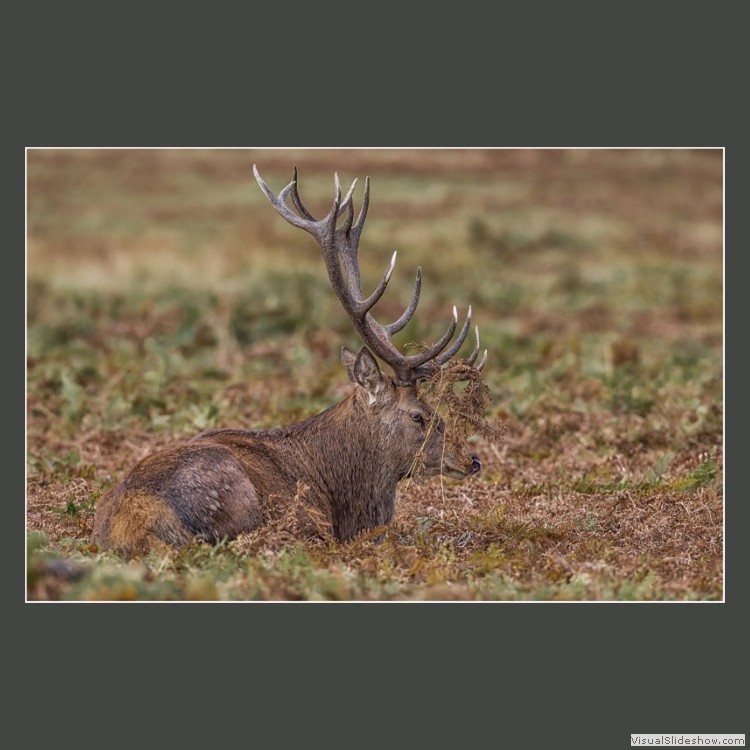 Advanced Section Commended - Red Deer Stag by Andy Pyatt