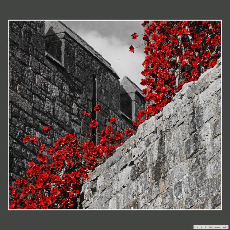 Advanced Section Highly Commended - Castle Poppies by Jane Tyson