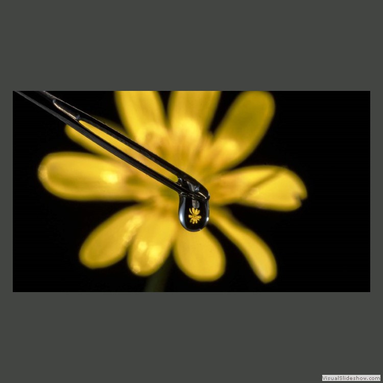 Advanced Section Highly Commended - Lesser & Greater Celandine by Alan Gaines