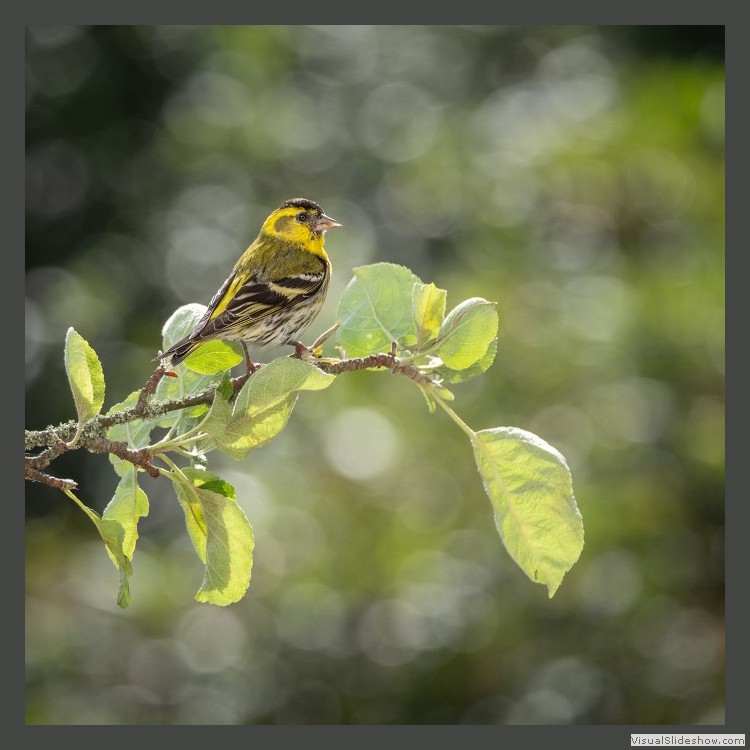 Advanced Section Highly Commended - Siskin by Viv Healy