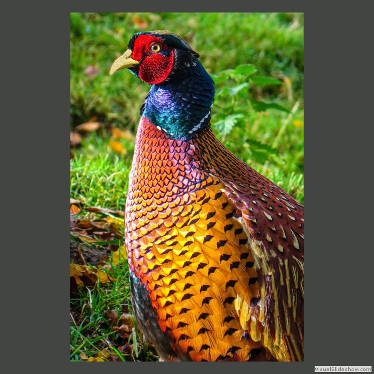 Intermediate Section Commended - Strutting His Stuff by John Williams
