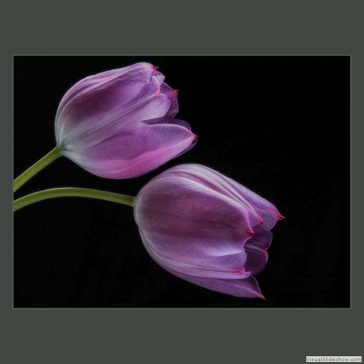 Intermediate Section First Place - Tulip Duo by Bruce Hogan