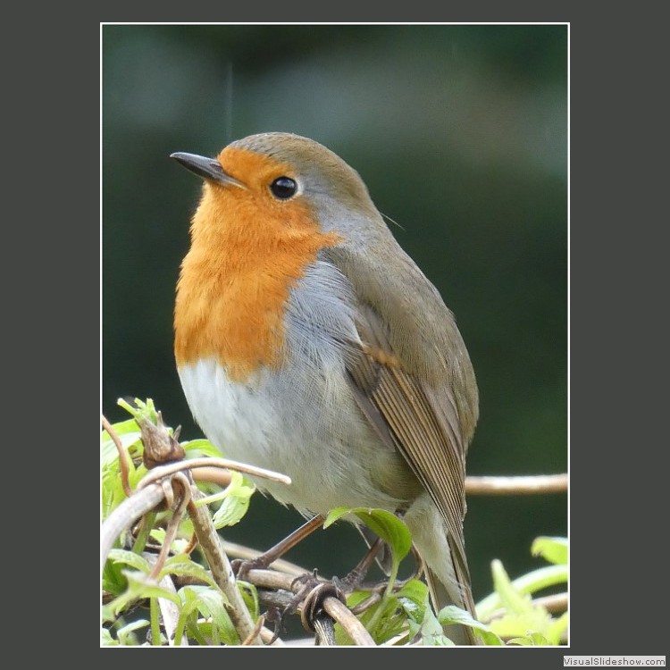 Intermediate Section Highly Commended - Robin by Ian Paisley