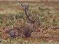 Advanced Section Commended - Red Deer Stag by Andy Pyatt